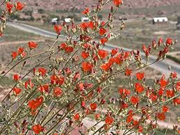 Globemallow Flower Seeds for Planting – Colorful Display, Heirloom, Non-GMO, Organic Garden Seeds
