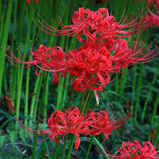 Lycoris Flower Seeds for Planting – Heirloom, Non-GMO, Compact Growth, High Germination Organic Garden Seeds