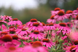 Sonnenhut Flower Seeds for Planting – Heirloom, Non-GMO, Cottage Garden Organic Garden Seeds