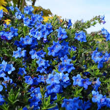 Heirloom Lithodora Flower Seeds for Planting – Compact Growth, Non-GMO, High Germination