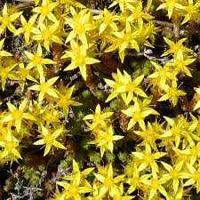Yellow Sedum Flower Seeds for Planting – Heirloom, Non-GMO, High Germination Organic Garden Seeds
