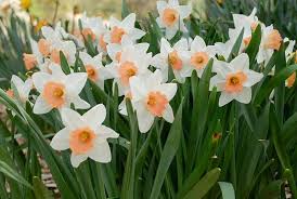 White Orange Narcissus Flower Seeds for Planting – Premium Quality Heirloom Non-GMO Organic Garden Seeds
