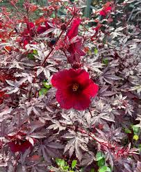Cranberry Hibiscus Flower Seeds for Planting – Heirloom, Non-GMO, Hardy Variety