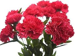 Deep Pink Carnation Flower Seeds for Planting – Cut Flower Favorite, Heirloom, Non-GMO, High Germination Organic Garden Seeds