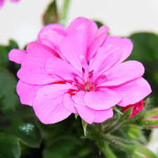 Light Purple Geranium Pelargonium Flower Seeds for Planting – Heirloom, Non-GMO, Bright Blooms Garden Seeds