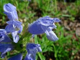 Dracocephalum Flower Seeds for Planting – Easy to Grow, Heirloom, Non-GMO, High Germination Garden Seeds