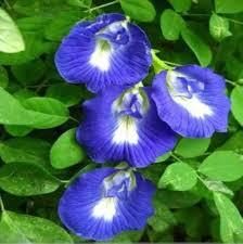 Clitoria Flower Seeds for Planting – Heirloom, Non-GMO, Bright Bloom Garden Seeds