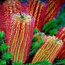 Banksia Flower Seeds for Planting – Drought Tolerant, Heirloom, Non-GMO, High Germination Garden Seeds