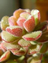 Sedum Flower Seeds for Planting – Fragrant Blossoms Heirloom Non-GMO Organic Garden Seeds