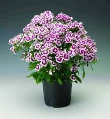Purple White Dianthus Flower Seeds for Planting – Heirloom, Non-GMO, High Germination Organic Garden Seeds