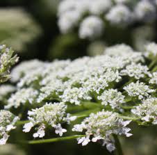 Ammi Visnage Flower Seeds for Planting – Heirloom, Non-GMO, High Germination Organic Garden Seeds