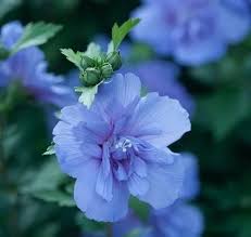 Sharon Flower Seeds for Planting – Heirloom, Non-GMO, High Germination Organic Garden Seeds