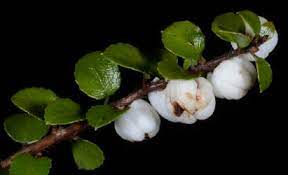 Fruit Seeds,Garden seeds, Seeds For Planting,Plant Seeds