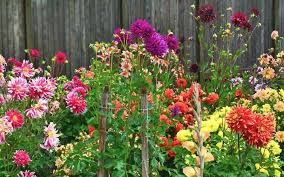 Dahlia Flower Seeds for Planting – Low Maintenance, Heirloom, Non-GMO, High Germination