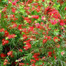 Brush Flower Seeds for Planting - Drought Tolerant, Heirloom &amp; GMO Free Seeds for Home Garden Non-GMO