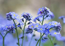 Blue Cynoglossum Flower Seeds for Planting – Heirloom, Non-GMO, Vibrant Color Organic Garden Seeds