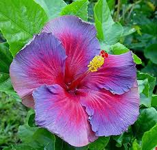 Red Purple Hibiscus Flower Seeds for Planting – Heirloom, Non-GMO, High Germination Organic Garden Seeds
