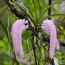 Rhynchostylis Retusa Alba Flower Seeds for Planting – Premium Quality, Heirloom, Non-GMO, High Germination