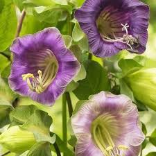 Purple Cathedral Bells Cobaea Scandens Flower Seeds for Planting – Heirloom Non-GMO High Germination Organic Garden Seeds