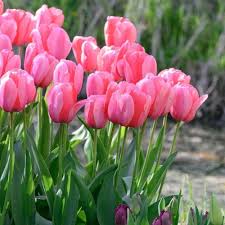 Deep Pink Tulip Flower Seeds for Planting – Heirloom, Non-GMO, High Germination Organic Garden Seeds for Vibrant Spring Blooms