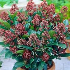 Skimmia Flower Seeds for Planting – Long Bloom Season, Heirloom, Non-GMO, High Germination Garden Seeds