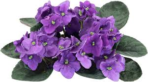 Futaba Violet Flower Seeds for Planting – Heirloom, Non-GMO, High Germination Organic Garden Seeds