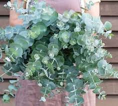 Eucalyptus Cinerea Silver Dollar Flower Seeds for Planting – Heirloom, Non-GMO, High Germination Organic Garden Seeds