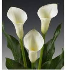 Calla Flower Seeds for Planting – Drought Tolerant, Heirloom, Non-GMO, High Germination Organic Garden Seeds