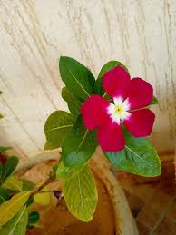 Red Vinca Rosea Flower Seeds for Planting – Heirloom, Non-GMO, High Germination Organic Garden Seeds