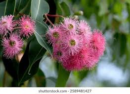 Pink Corymbia Ficifolia Flower Seeds for Planting – Heirloom, Non-GMO, High Germination Organic Garden Seeds