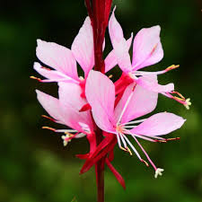 Lindheimeri Flower Seeds for Planting | Heirloom Non-GMO High Germination Organic Garden Seeds