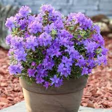 Purple Azalea Flower Seeds for Planting – Heirloom, Non-GMO, Easy to Grow, High Germination Organic Garden Seeds