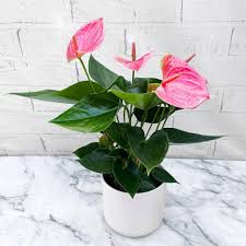 Anthurium Pale Pink Flower Seeds for Planting – Heirloom, Non-GMO, High Germination Organic Garden Seeds, Compact Growth Variety