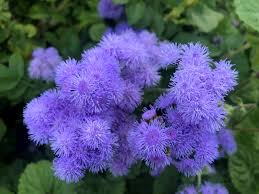 Heirloom Ageratum Flower Seeds for Planting – Perfect for Borders, Non-GMO, High Germination Organic Garden Seeds