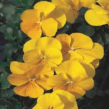 Pansy Flower Seeds for Planting – Heirloom, Non-GMO, High Germination Organic Garden Seeds