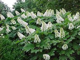 Quercifolia Flower Seeds for Planting – Heirloom Non-GMO, High Germination, Garden Favorite