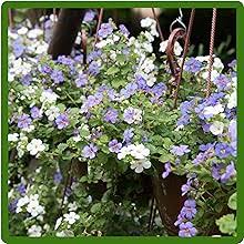 Blutopia Flower Seeds for Planting – Heirloom, Non-GMO, High Germination Organic Garden Seeds