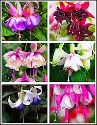 Fuchsia Flower Seeds for Planting - Heirloom, Non-GMO, High Germination Organic Garden Seeds for Cottage Gardens