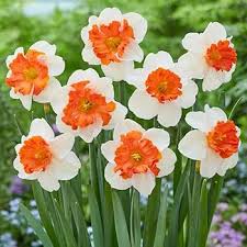 White Daffodils Flower Seeds for Planting | Heirloom Non-GMO High Germination