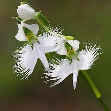 Egret Orchid Flower Seeds for Planting - Heirloom, Non-GMO, High Germination Organic Garden Seeds