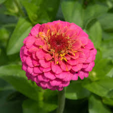 Zinnia Flower seeds for Planting – Perfect for Borders, Heirloom & GMO Free Seeds for Home Garden, High Germination