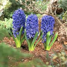 Hyacinths Flower Seeds – Heirloom, Non-GMO, Compact Growth