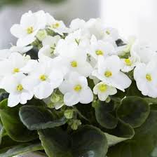 White African Violet Flower Seeds for Planting – Heirloom, Non-GMO, High Germination Organic Garden Seeds