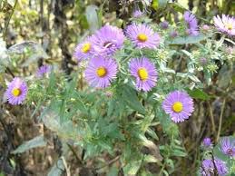 Purple Aster Novae Angliae Flower Seeds for Planting – Sun Loving, Heirloom, Non-GMO, High Germination Organic Garden Seeds