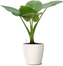 Colocasia Elephant Ear Flower Seeds for Planting – Heirloom, Non-GMO, High Germination Vibrant Colors