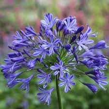 Mix Agapanthus Flower Seeds for Planting – Heirloom, Non-GMO, High Germination Organic Garden Seeds