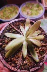 Pinguicula Flower Seeds for Planting – Heirloom, Non-GMO, High Germination Organic Garden Seeds