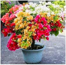 Mixed Color Bougainvillea Flower Seeds for Planting – Hardy Variety, Heirloom, Non-GMO, High Germination