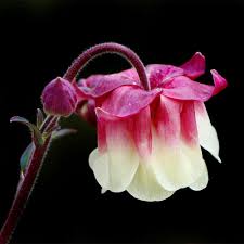 Pale Pink Columbines Flower Seeds for Planting – Heirloom Non-GMO High Germination Organic Garden Seeds
