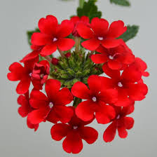 Red Verbena Scarlet Flower Seeds for Planting – Heirloom, Non-GMO, High Germination Organic Garden Seeds